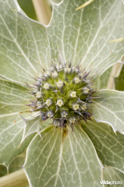 Detail van de bloemen van een Blauwe zeedistel