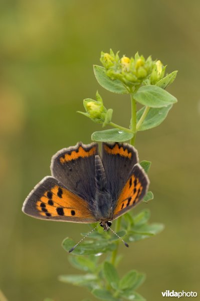 Zonnende kleine vuurvlinder