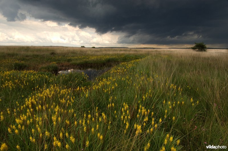 Een natte heivevallei met beenbreek op de Hoge Veluwe