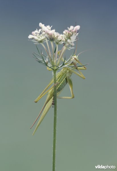 Grote groene sabelsprinkhaan klimt in een plant