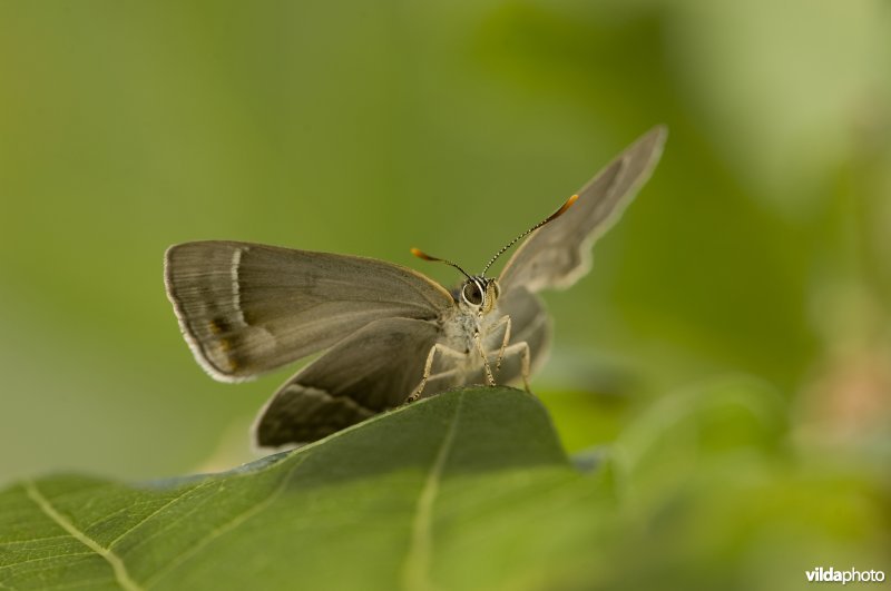 Portret van een eikenpage op een eikenblad