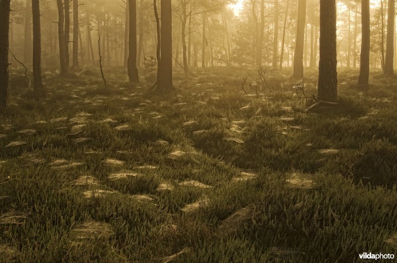 Ochtendsfeer in een kraaiheide-grove dennenbos met spinnenwebben op de kraaihei