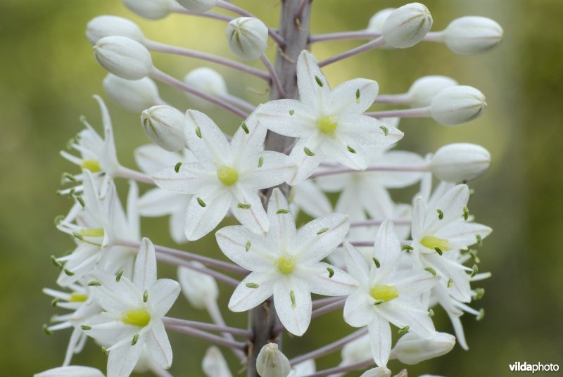 Bloemen van zeeui