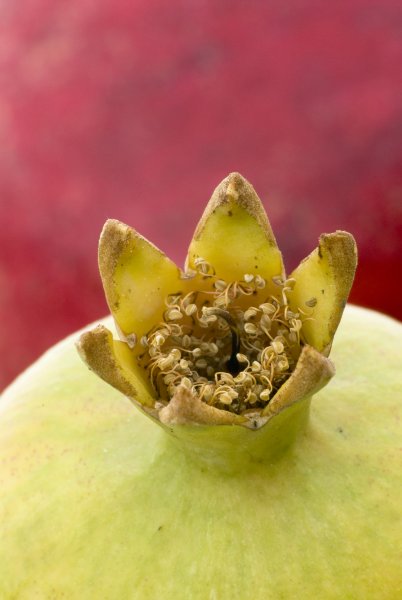Detail van een granaatappel, met kenmerkend kroontje bestaand uit de kelkbladen en bloemrestanten.