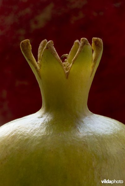 Detail van een granaatappel, met kenmerkend kroontje bestaand uit de kelkbladen en bloemrestanten.