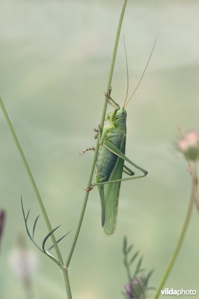 Portret van een grote groene sabelsprinkhaan op een plant