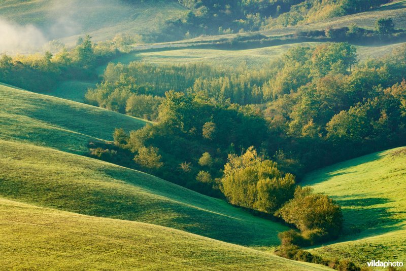 Bomen in een glooiend landschap in Toscane, Itali