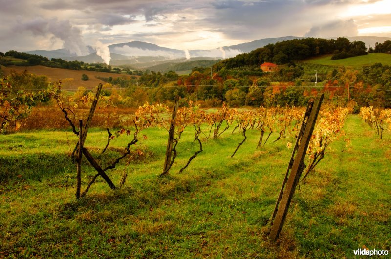 Landschap met wijngaard in Toscane