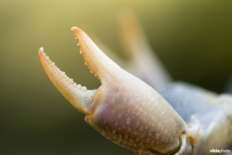 Close-up van de schaar van een landkrab zoetwaterkrab uit het genus Potamon