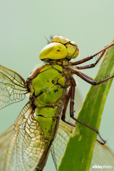 Groene glazenmaker