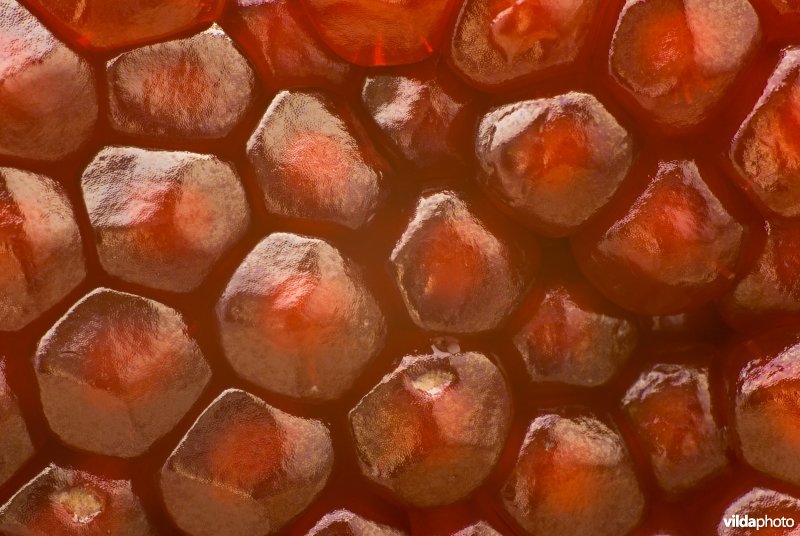 Detail van een granaatappel