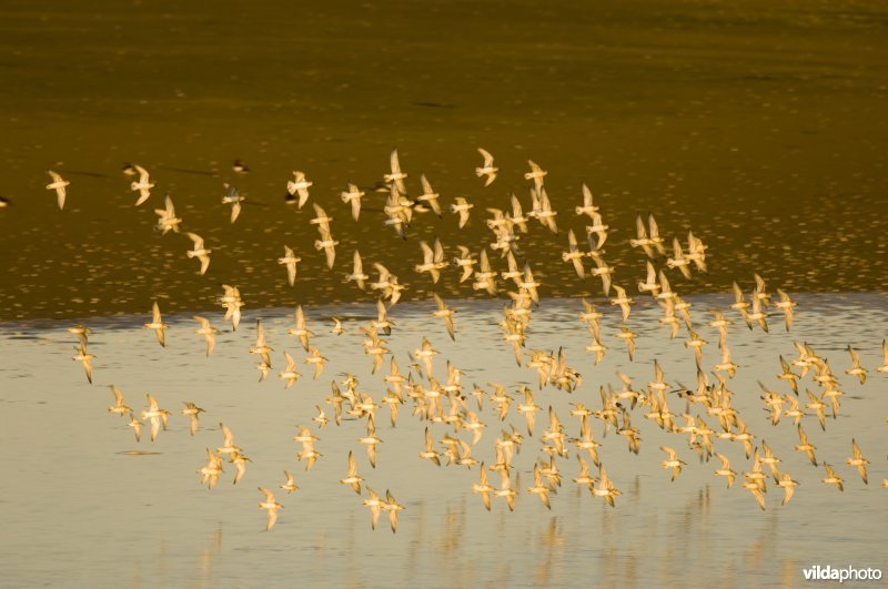 Een vlucht Kanoetstrandlopers