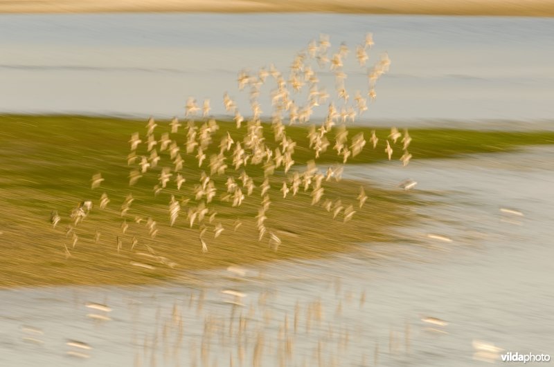 Dynamiek van een vlucht Kanoetstrandlopers