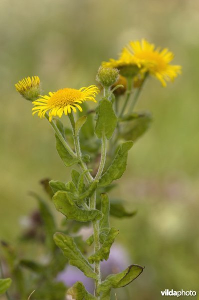 Heelblaadjes in een bloemrijke vochtige duinvallei in de Kennemerduinen