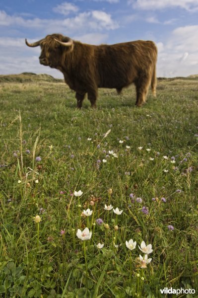 Een groepje bloemen van Parnassia in een vochtig duingrasland met watermunt dat wordt begraasd door Schotse Hooglanders