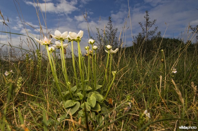 Een groepje bloemen van Parnassia in een vochtig duingrasland