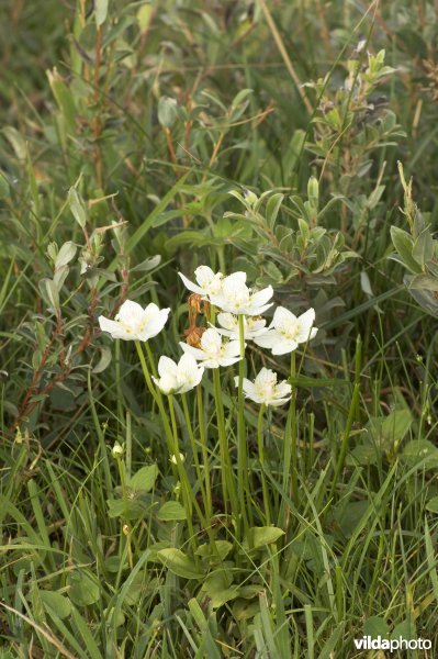 Een groepje bloemen van Parnassia in een vochtig duingrasland
