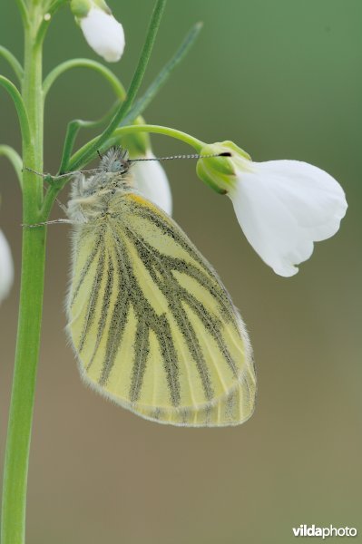 Klein geaderd witje op pinksterbloem