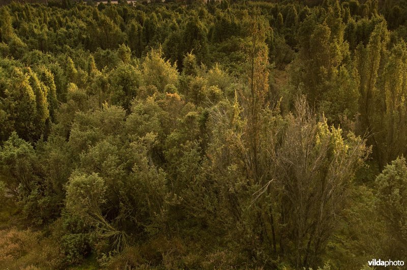 Jeneverbesbos op de Hoge Veluwe