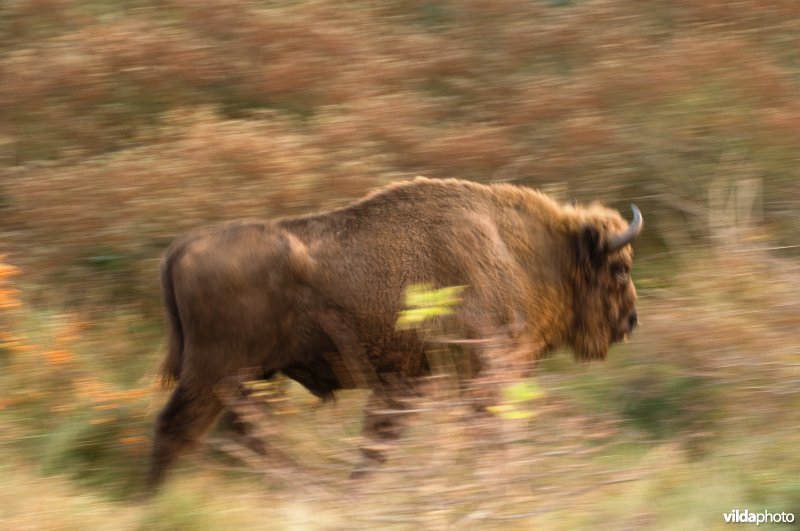 Wisent