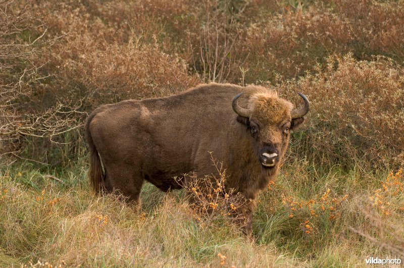 Wisent