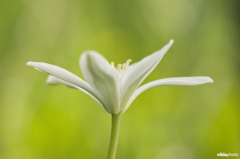 Bloem van vogelmelk