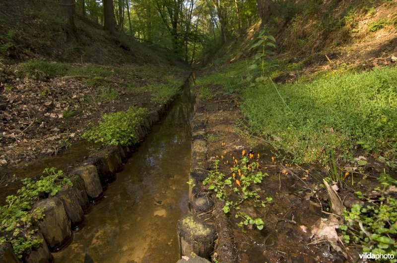 Sprengenbeek met beekmijtertjes