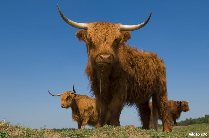 Schotse hooglanders tegen een blauwe lucht