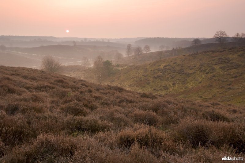 Heide op de Veluwezoom