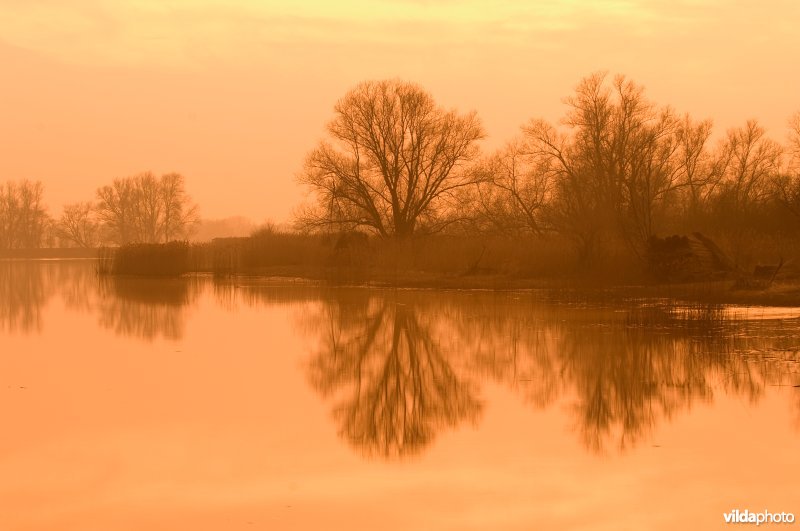 Avond in de Biesbosch