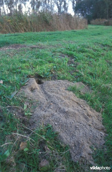 Hol van Woelrat