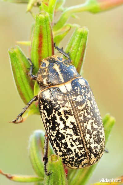 Julikever op teunisbloem