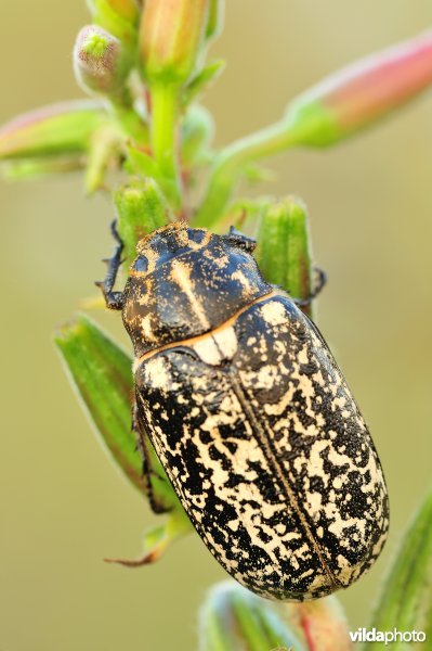 Julikever op teunisbloem