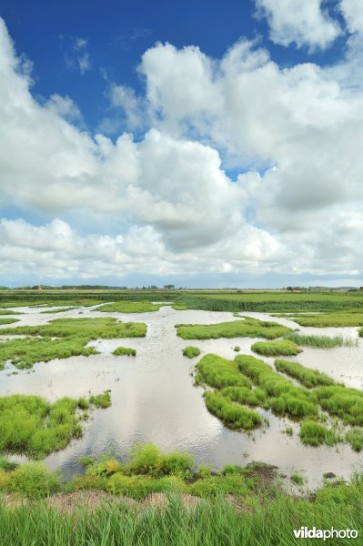 Natuurreservaat Uitkerkse Polders