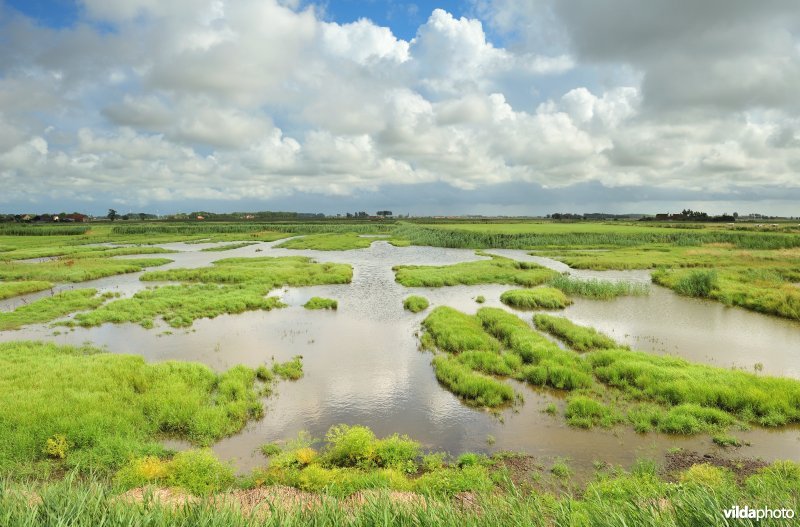 Natuurreservaat Uitkerkse Polders