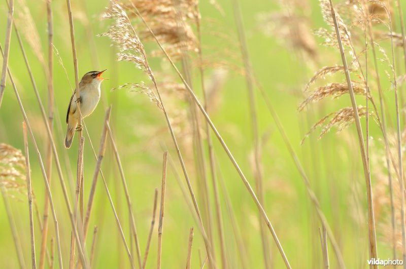Zingende Rietzanger