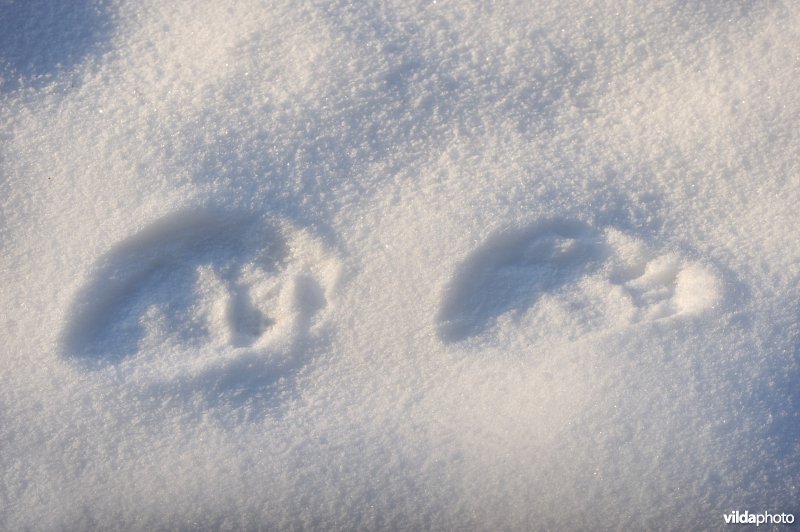 Berensporen in de  sneeuw