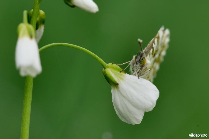 Oranjetip op pinksterbloemetje