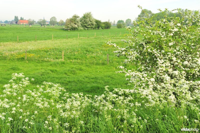 Kleinschalig landschap in  de IJzervallei