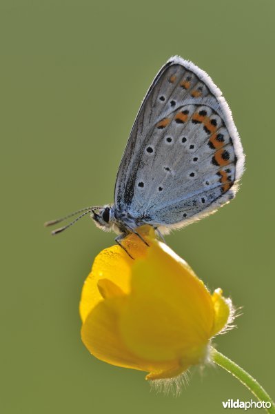 Kroonkruidblauwtje
