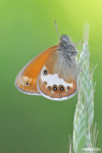 Tweekleurig hooibeestje