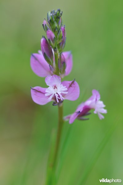 Vleugeltjesbloem