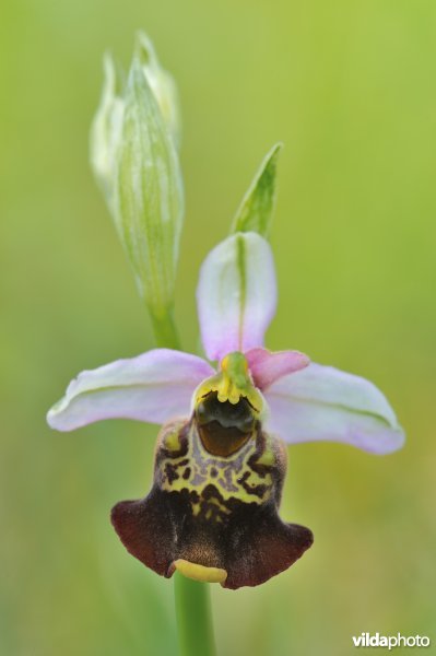 Hommelorchis