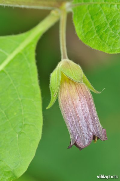 Bloem van Wolfskers