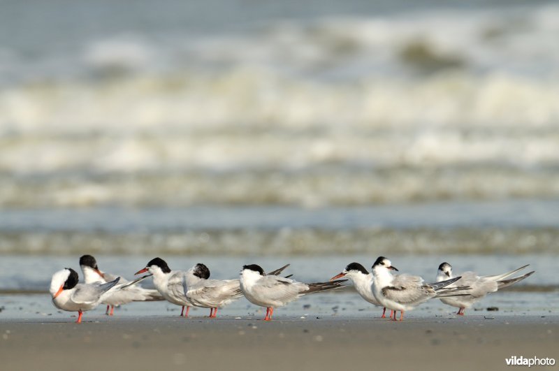Visdieven op het strand
