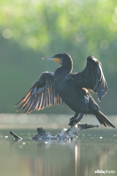 Aalscholver met vleugels open