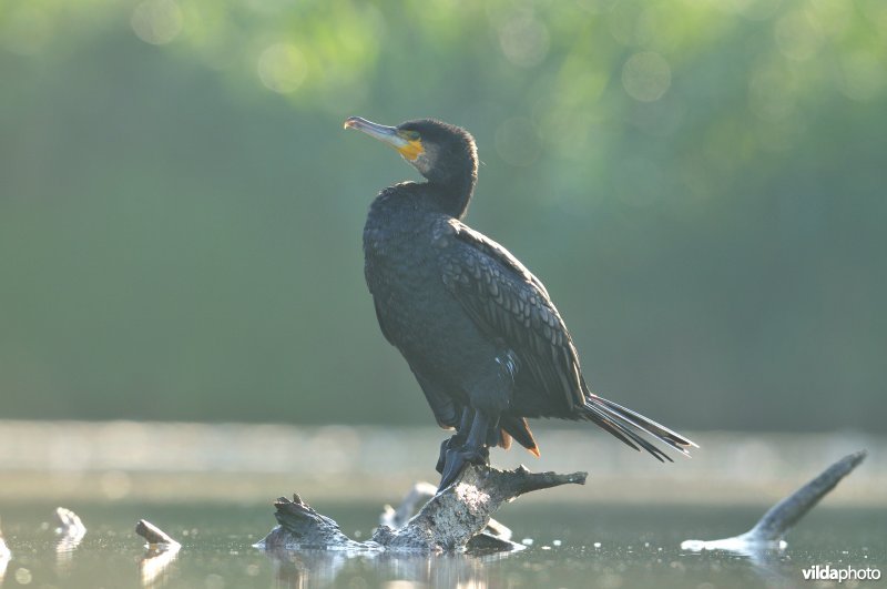 Aalscholver op tak