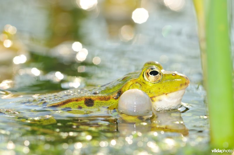 Kwakende Groene kikker