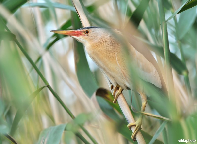 Woudaapje in het riet