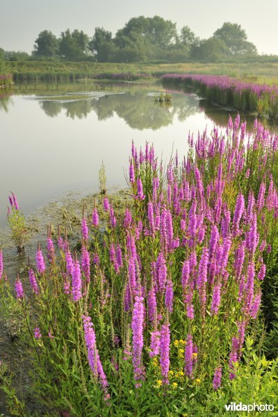 Grote kattenstaart in het Lippenbroek
